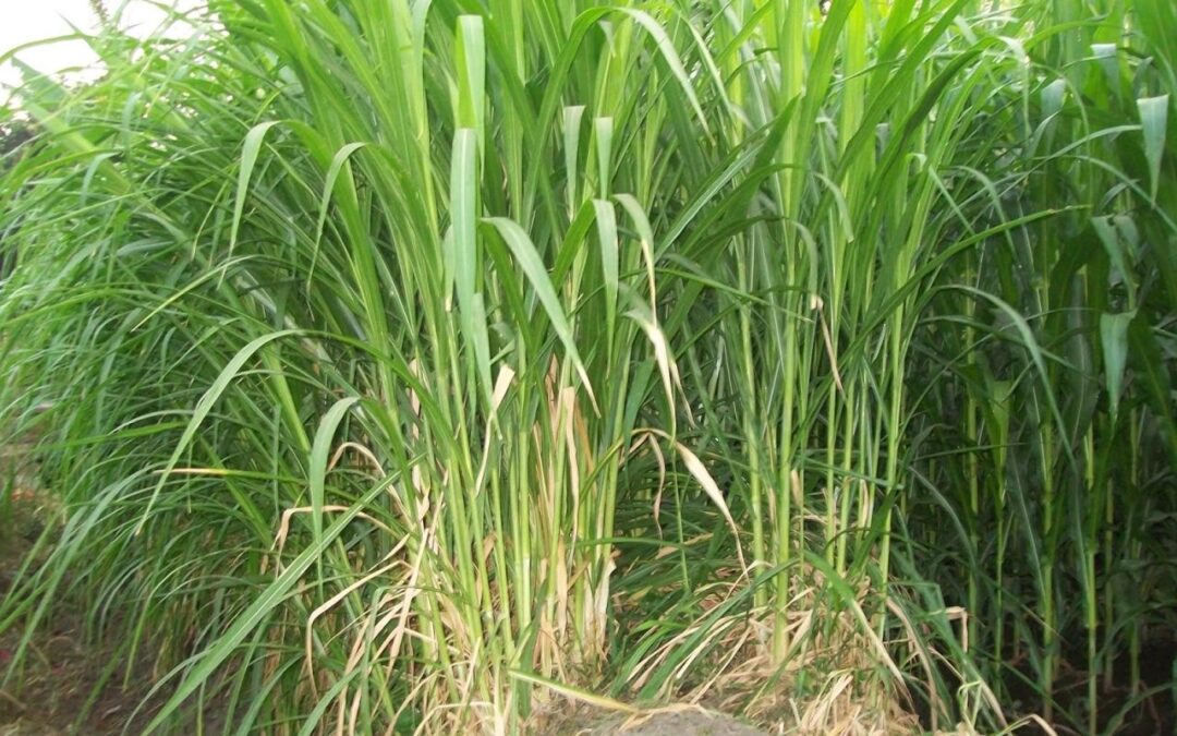 Rumput Gajah untuk Pertanian: Desa Mulawarman Memberikan Informasi Penting tentang Pemupukan Organik