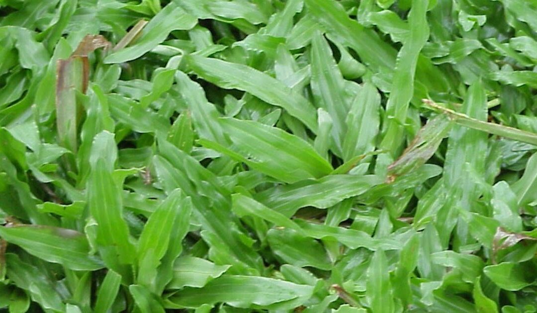 Rumput Gajah untuk Penghijauan: Desa Mulawarman Berkomitmen pada Program Penghijauan dengan Rumput Gajah