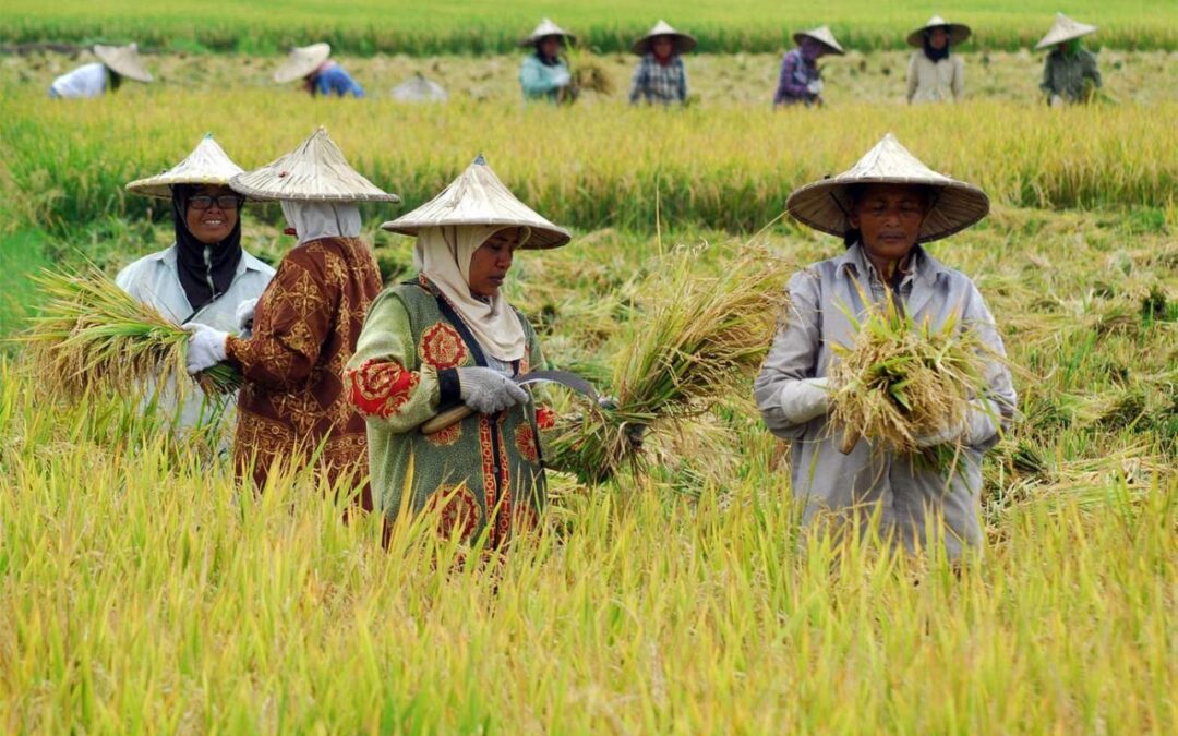 Masyarakat Tani: Profil dan Kontribusi Petani dalam Membangun Karakteristik Pertanian di Desa Mulawarman