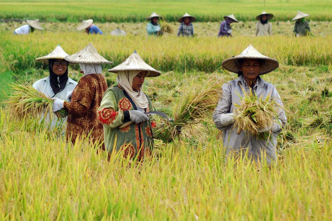 Masyarakat Tani: Profil dan Kontribusi Petani dalam Membangun Karakteristik Pertanian di Desa Mulawarman
