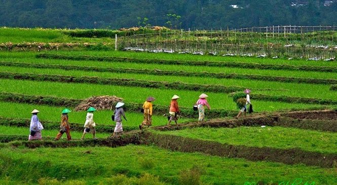Peran Perempuan dalam Pertanian Desa: Menyelamatkan Warisan Pertanian dan Budaya Lokal
