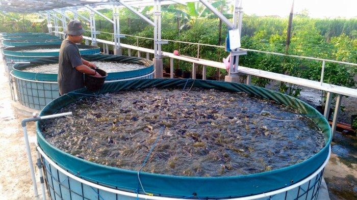 Budidaya Lele Organik: Desa Mulawarman Ajarkan Teknik Pertanian yang Ramah Lingkungan