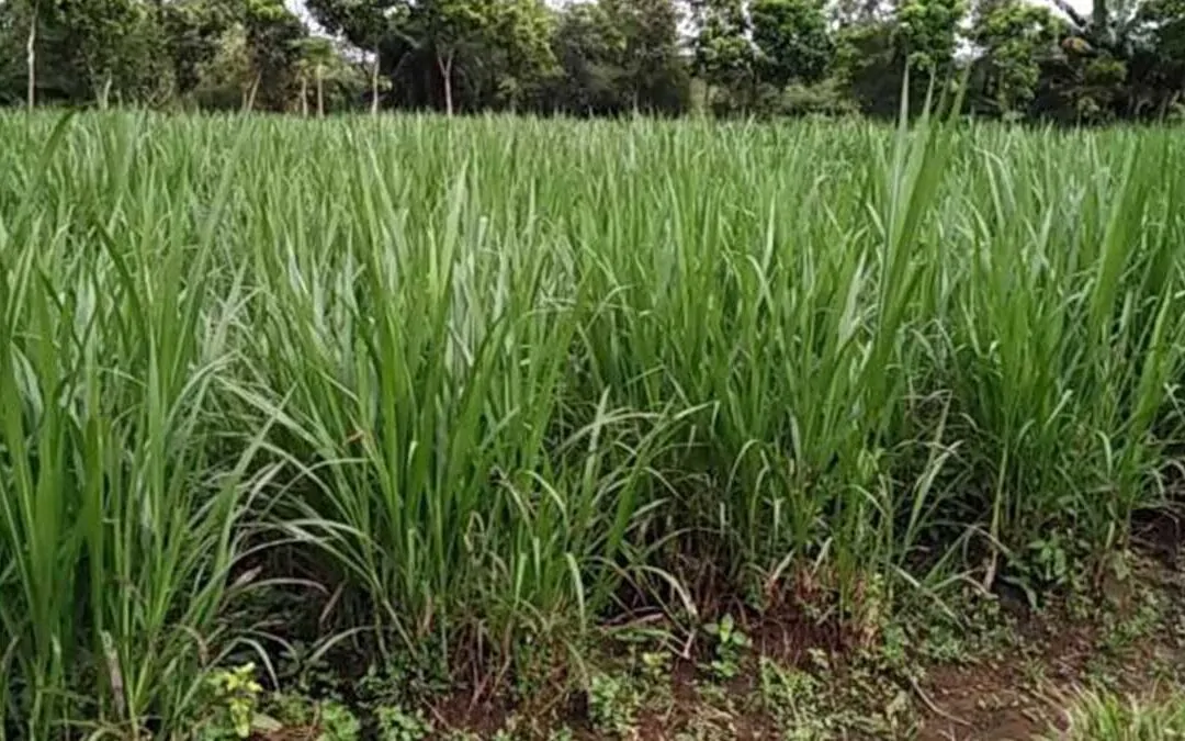 Budidaya Rumput Gajah sebagai Usaha Sampingan: Desa Mulawarman Memberikan Panduan bagi Warganya