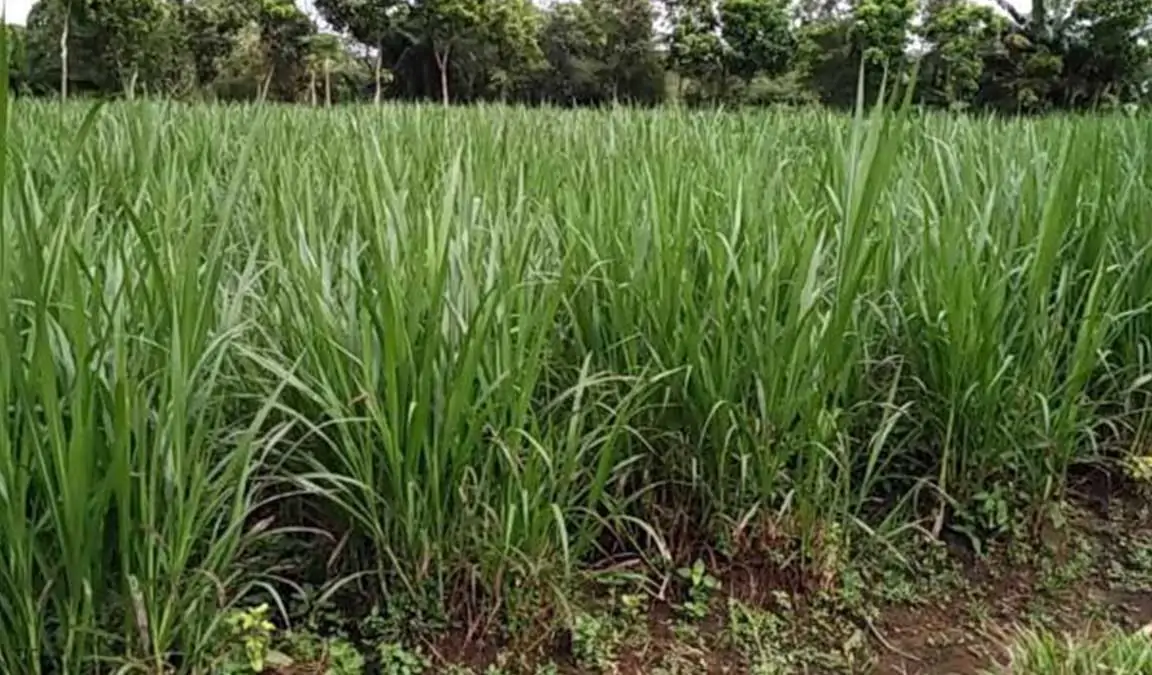 Budidaya Rumput Gajah sebagai Usaha Sampingan: Desa Mulawarman Memberikan Panduan bagi Warganya